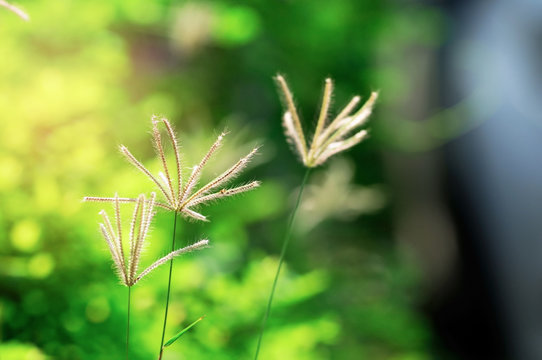 close up Indian goosegrass with lighting effect, selective focus