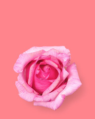 Light pink Rose on rose color background and blank copy space