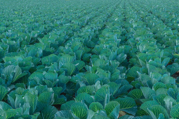 Fototapeta premium large green field of fresh white cabbage