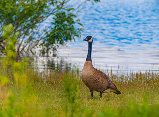 Canada Goose.