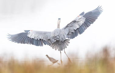 Great Blue Heron