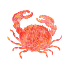 Red crab with claws. Sea inhabitant. Hand-drawn by red pencil. Isolated on a white background.