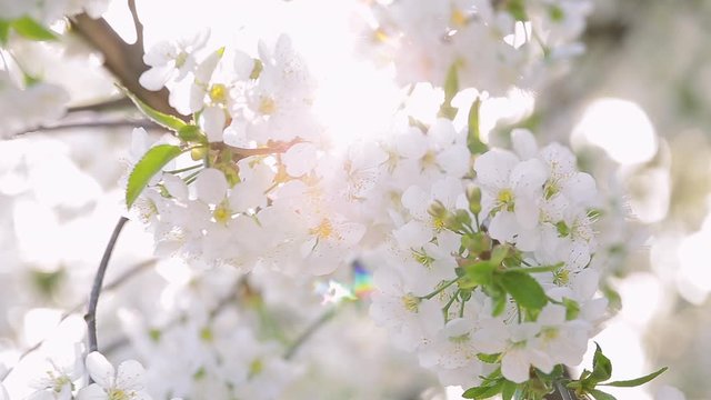 Beautiful sunny spring blooming orchard in soft sunlight isolated on sky background. 