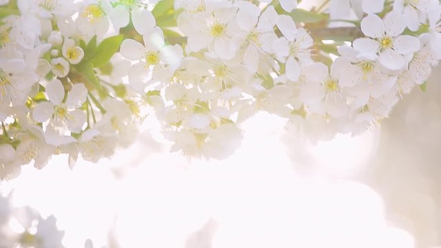 Beautiful sunny spring blooming orchard in soft sunlight isolated on sky background. 