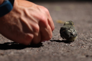 little bird in the world