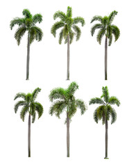 Fototapeta na wymiar six Palm trees on a separate white background.