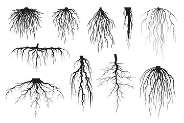 Tree roots silhouettes isolated on white, vector set of taproot and fibrous root systems of various plants, realistic black roots illustrations - obrazy, fototapety, plakaty