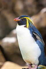 Crested penguin standing on a rock  © Thomas Sztanek