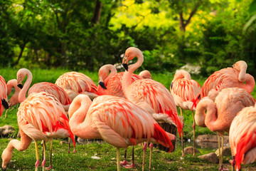 Fototapeta na wymiar Pink Greater Flamingos, Phoenicopterus are in the water. Flamingos cleaning feathers. Wildlife scene from nature.