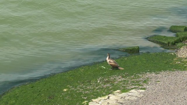 A cormorant bird perched on green moss at the edge of a lake looking over the water.