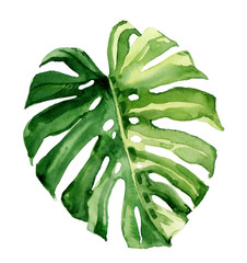 Watercolor hand drawn rainforest tropical leaf botanical illustration isolated on white background