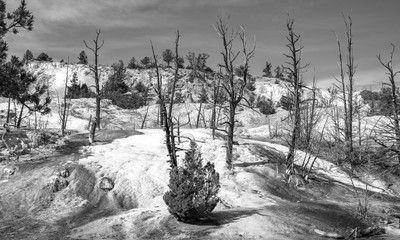 mammoth upper terrace  area with trees in black and white