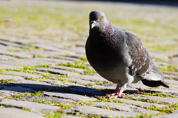 pigeon