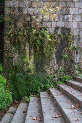 Fototapeta premium image of old wall with moisture and plants and ladder