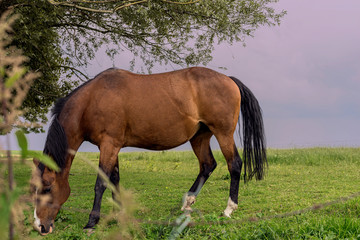 Naklejka na ściany i meble Europe, Belgique, 9 juin 2019: cheval au pâturage