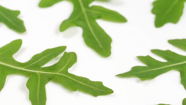 Closeup view of green leaves of rocket salad or ruccola isolated on white background. Macro shoot video footage.