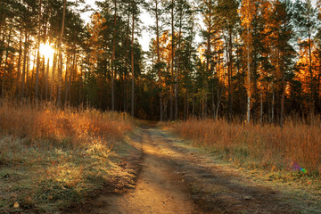 Obraz premium Autumn in the forest