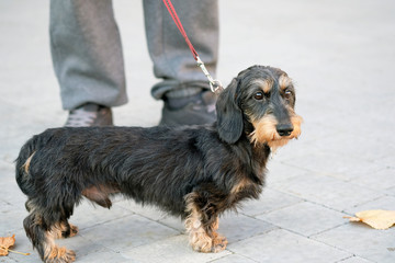 Black dachshund with brown spots on its face and legs. Miniature wire-haired dachshund on a red leash, stands on a gray paving slab at the feet of the owner.