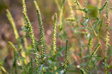 Grass ragweed during blossoming. Grass that causes allergies. Ambrosia pollen on branches of grass on the background of sunlight.