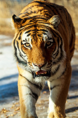 Fototapeta na wymiar Close up of a Siberia Tiger in natural seting