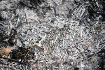 Ashes from burnt tree branches selective focus. Extinguished bonfire. Fresh ashes from a burned...