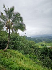 Fototapeta na wymiar Kauai palm tree view on valley 