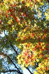 紅葉