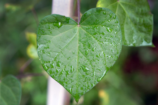 Green glorybind leaf in the shape of a heart. Wet leaf morning glory after rain. Curly plants of Ipomoea on the pipe.