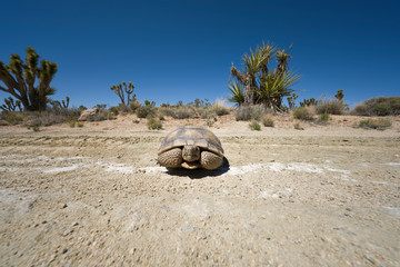 A desert tortoise in the California Mojave Desert