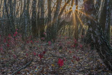 Kolorowy brzozowy las w promieniach jesiennego słońca.
