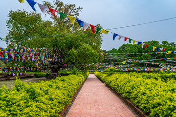 Bodhi tree and buddhist flags in Lumbini, Nepal