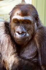 Obraz premium Adolescent low land female gorilla