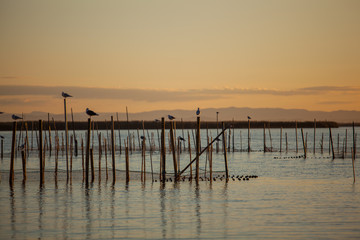 Fototapeta premium Albufera landscape at sunset