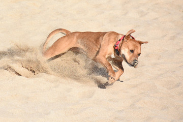 Perro corriendo en la playa.