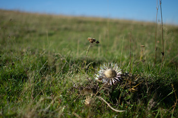 Silver thistle
