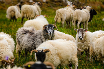 group of sheep in the Scottish highlands