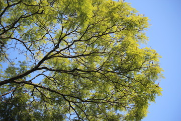 sky blue and green tree