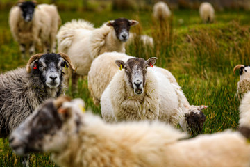 group of sheep in the Scottish highlands