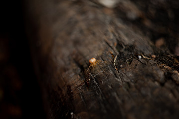 spider on a tree