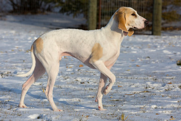 A white porcelaine hound dog in the late afternoon sun after a fall snowfall.