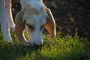 A porcelaine scent hound sniffing the grass tracking a hare.  The dogs ears trail the grass picking up scent molecules along the track
