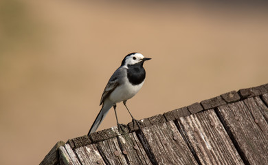 The white wagtail (Motacilla alba) singing on wooden roof