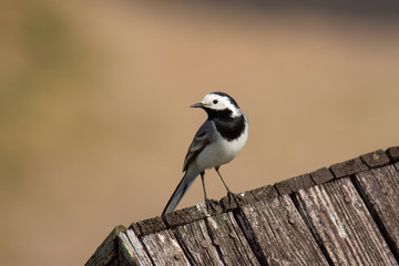 The white wagtail (Motacilla alba) singing on wooden roof