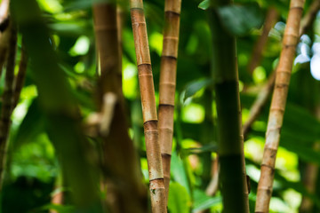 Fototapeta na wymiar Detail of green bamboo forest