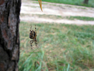 Spider