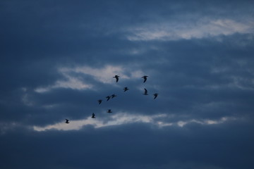 flock of seagulls flying in the sky