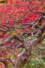 Japanese Maple in Fall - 303192991