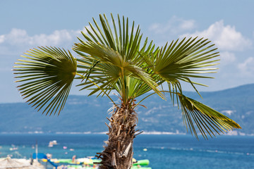 Fototapeta na wymiar Palm trees in a holiday resort