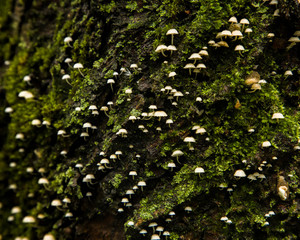 Funghi parassita bianchi sul tronco dell albero nel bosco