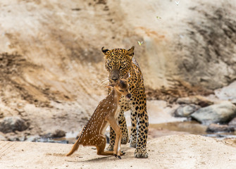 Leopard with prey is on the road. Very rare shot. Sri Lanka. Yala National Park